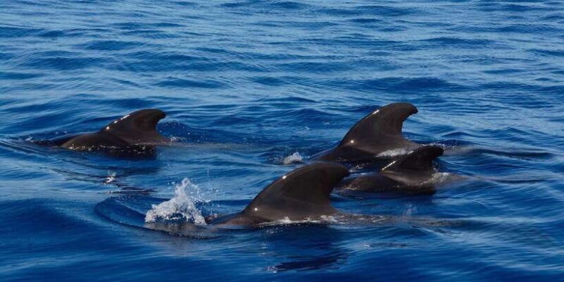 Dolphin Watching in Trincomalee - Final Thoughts