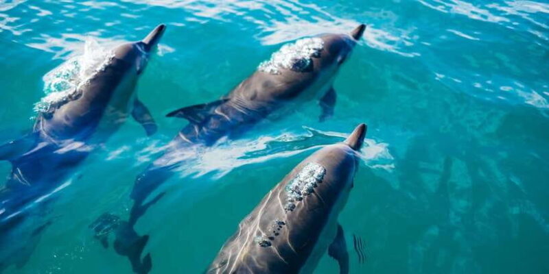 Dolphin Watching in Trincomalee - FAQ