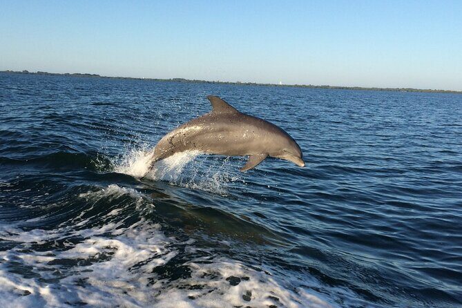 Dolphin Watching Nature Cruise and Eco Tour from Hubbard's Marina in John's Pass - Key Points