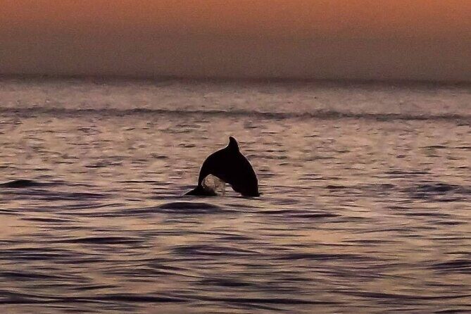 Dolphin Watching Nature Cruise and Eco Tour from Hubbard's Marina in John's Pass - An In-Depth Look at the Experience