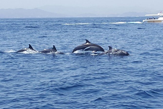 Dolphin Watching & Snorkeling - FAQ