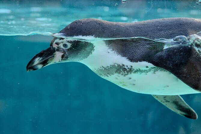 Dolphin Watching & Snorkeling in Key West with Sunset Dinner Cruise and Open Bar - Introduction: What This Tour Offers and Who It’s For