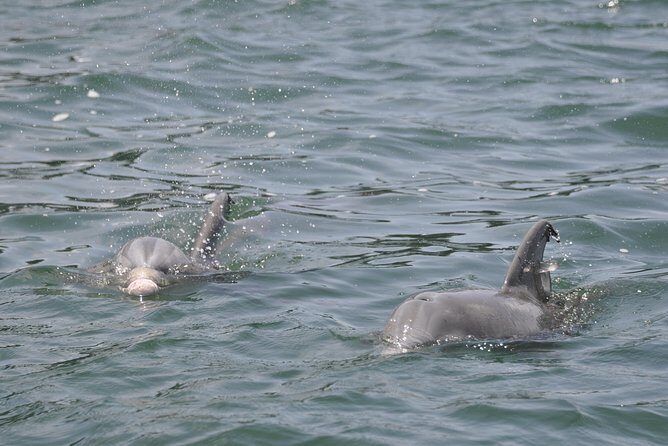 Dolphin-Watching Speedboat Cruise in Destin Harbor - Final Thoughts