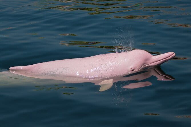 Dolphin Watching Tan and Pig Island Tour from Koh Samui - Exploring the Itinerary: What You Can Expect
