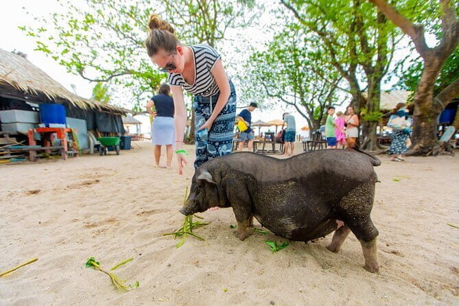 Dolphin Watching Tan and Pig Island Tour from Koh Samui - What Makes This Tour Stand Out