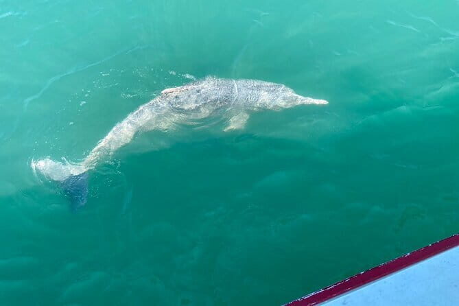 Dolphin Watching Tan and Pig Island Tour from Koh Samui - Who Should Consider This Tour?