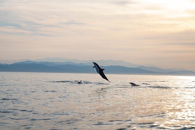 Dolphin Watching Tour - Introduction to the Experience