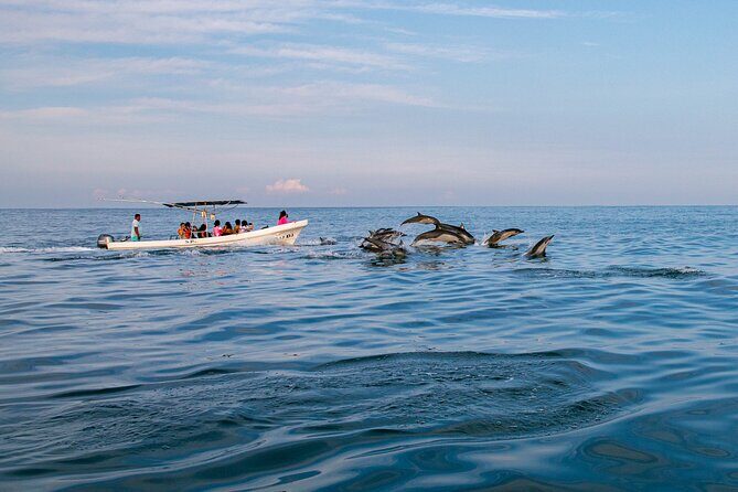 Dolphin Watching Tour - The Value and Price