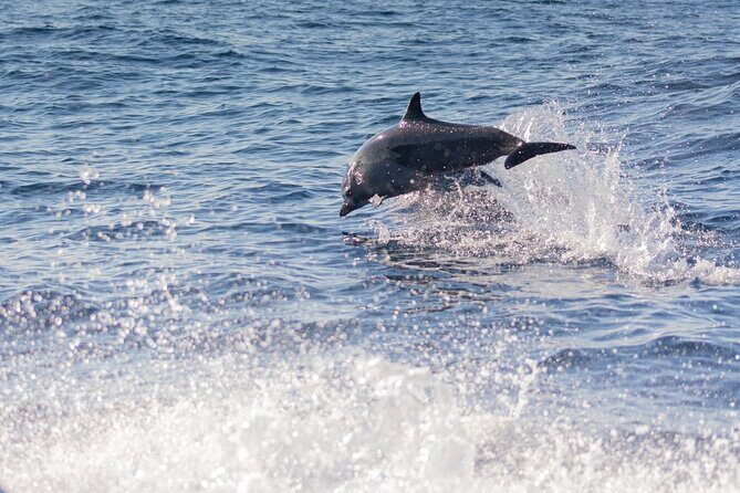 Dolphin Watching Tour - Authentic Encounters and Review Highlights