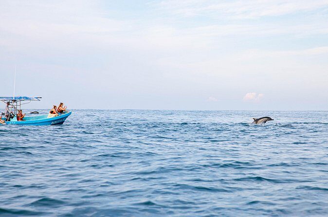 Dolphin Watching Tour - Authenticity and Ecological Impact