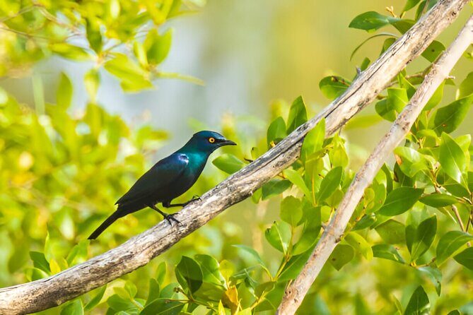Dolphin Watching Tour & Josani Forest Sea Trip - Zanzibar - A Detailed Look at the Tour Experience