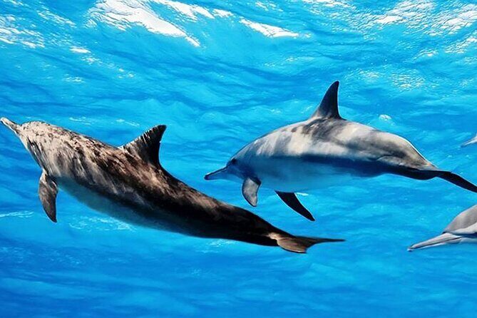 Dolphin Watching Tour & Josani Forest Sea Trip - Zanzibar - The Sum Up