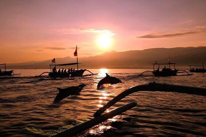 Dolphin Watching Tour, Swimming with Dolphins and Snorkeling - A Detailed Look at the Experience