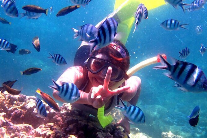 Dolphin Watching Tour, Swimming with Dolphins and Snorkeling - The Sum Up: Who Is This Tour Best For?