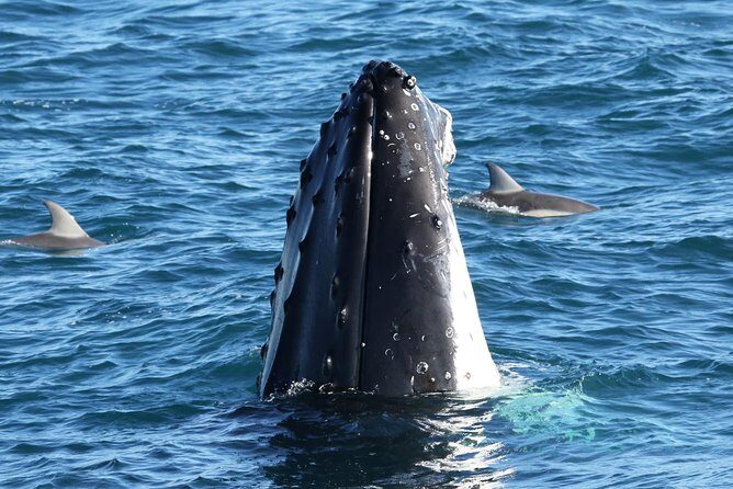 Dolphin & Whale Cruise - Key Points