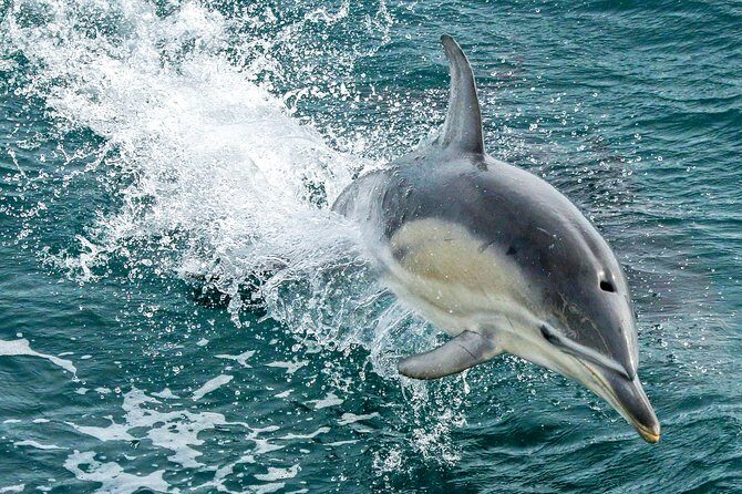 Dolphin & Whale Cruise - An In-Depth Look at the Dolphin & Whale Cruise