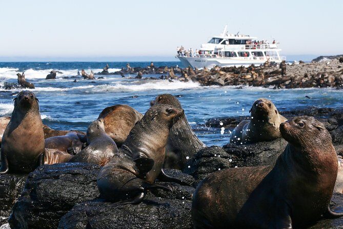 Dolphin & Whale Cruise - Final Thoughts