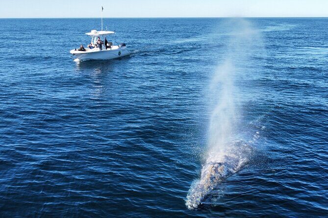 Dolphin & Whale Watching - Why This Tour Stands Out