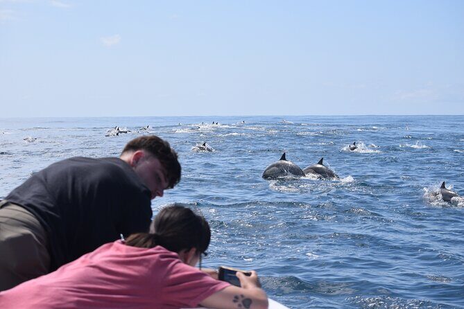 Dolphin & Whale Watching - FAQ