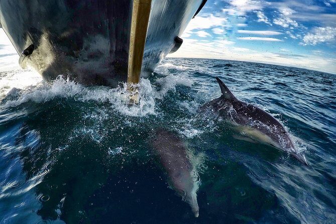 Dolphin & Wildlife Encounters - FAQs