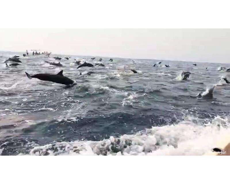 Dolphins and whales watching in Puerto Escondido. - The Sum Up: Is It Worth It?