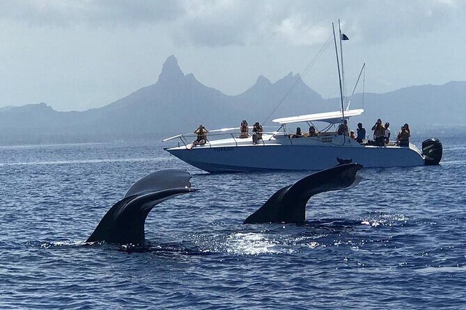 Dolphins Encounter and Whale Watching - An Honest Look at the Tour Experience