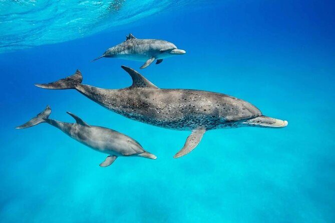 Dolphins +Jozani forest +Kuza cave +Paje beach + Rock restaurant - Key Points