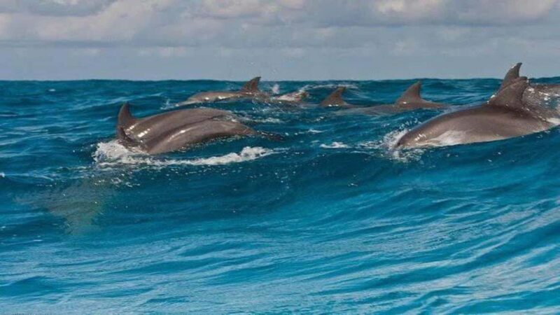 Dolphins & Snorkeling Zanzibar: Mnemba Island Tour - Key Points