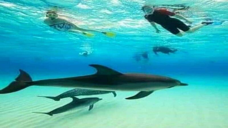 Dolphins & Snorkeling Zanzibar: Mnemba Island Tour - A Balanced Look at the Experience