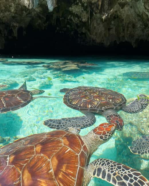 Dolphins tour and turtles swimming in kizimkazi - Key Points