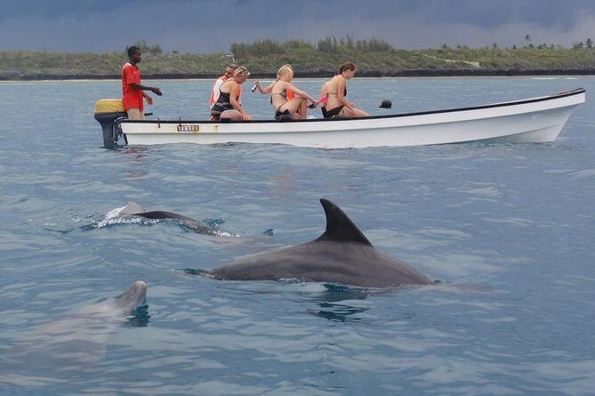 Dolphins Tour - Introduction