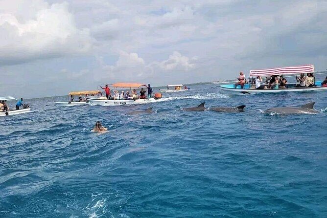 Dolphins Tour - The Itinerary in Detail