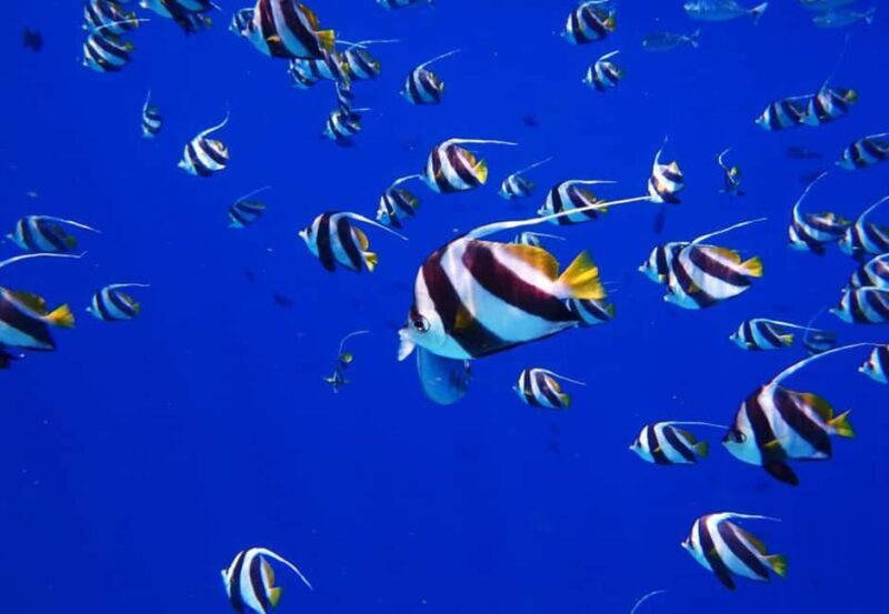 Dolphins Tour! Mnemba Island Snorkeling - What Is the Mnemba Island Snorkeling Tour All About?
