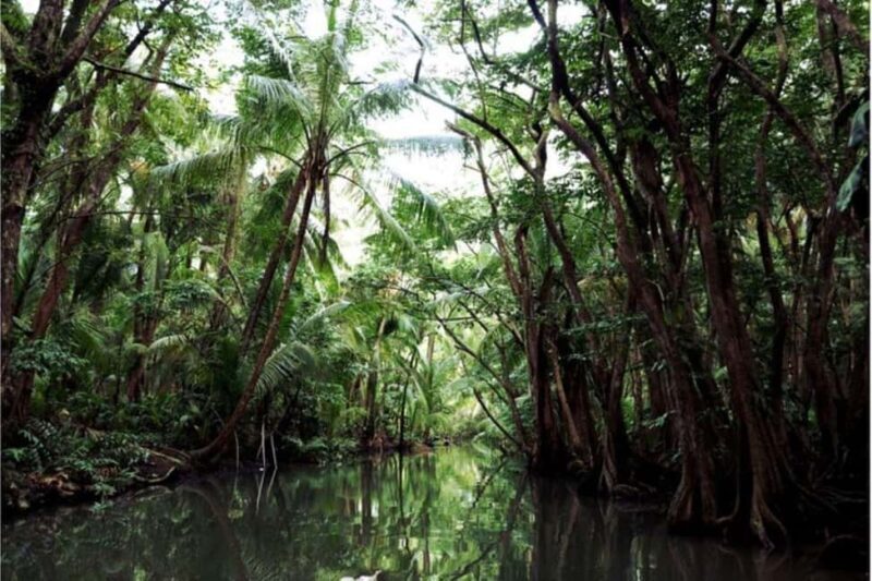 Dominica: Indian River Discovery & Beach Stop Tour - Discovering the Indian River with Dominica’s Tour