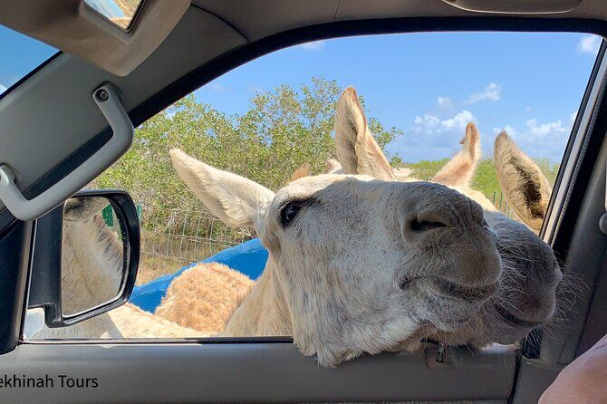 Donkey Sanctuary Tour with a Local Guide - Key Points