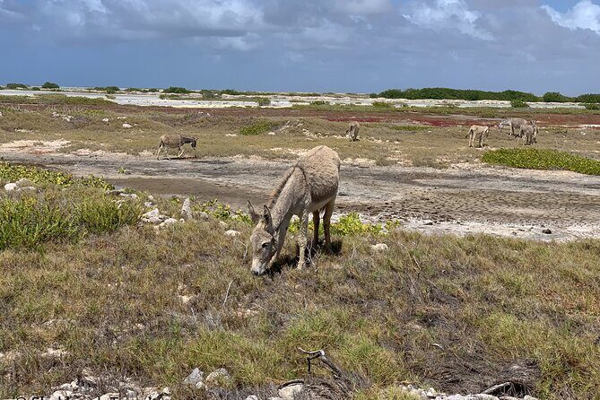 Donkey Sanctuary Tour with a Local Guide - An In-Depth Look at the Bonaire Donkey Sanctuary Tour