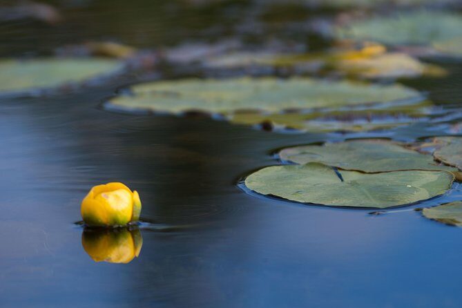 Door County Wetlands Kayak Tour - The Sum Up