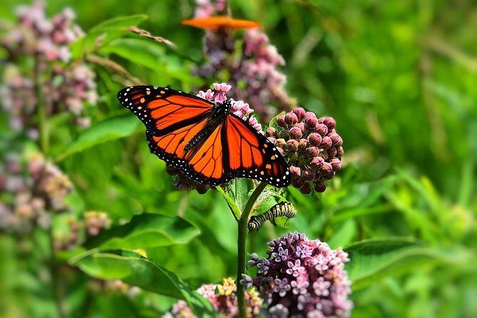 Door County Wetlands Kayak Tour - FAQ