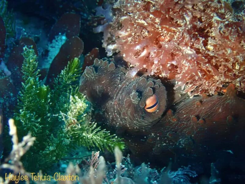 Double Boat Dive with Equipment - Key Points