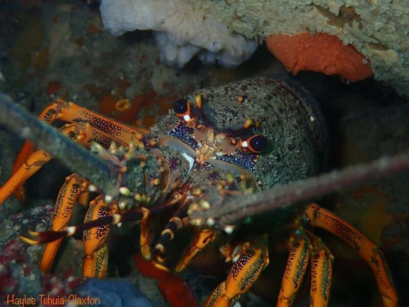Double Boat Dive with Equipment - Introduction: What Makes This Tour Stand Out?