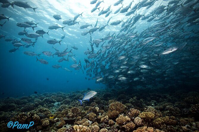 Double Diving Adventure Exploration for Certified Divers - Who Should Book This Tour?