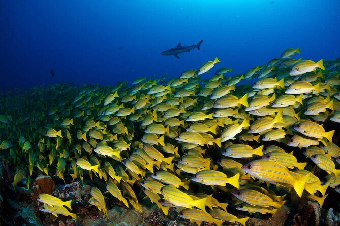 Double Diving Adventure Exploration for Certified Divers - The Sum Up