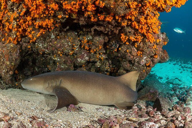 Double Diving in Sal Island - Half Day - FAQ