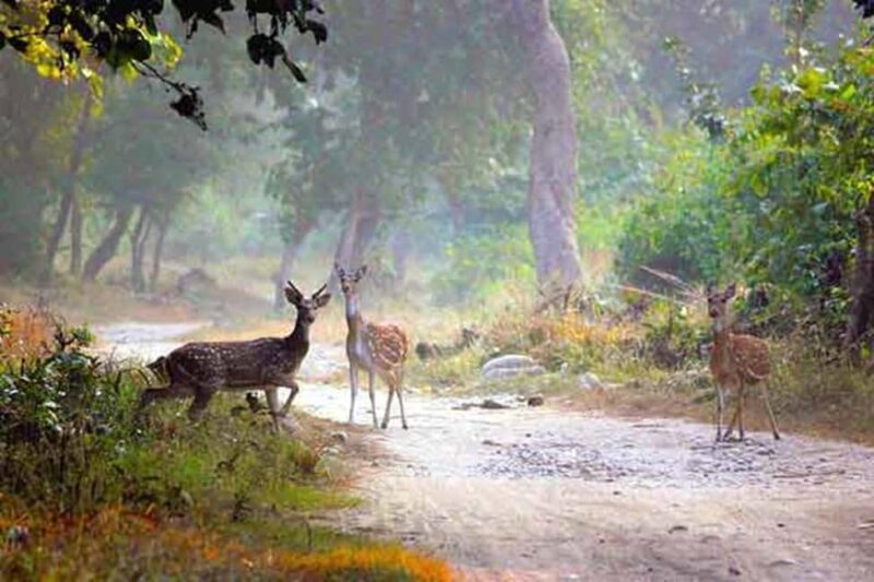 Double Safari in Jim Corbett: 2 Days of Wildlife from Delhi - The Experience Provider and Customer Feedback