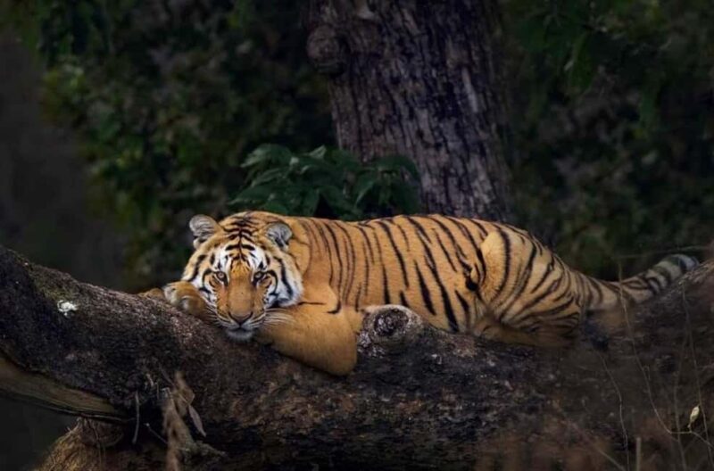 Double Safari in Jim Corbett: 2 Days of Wildlife from Delhi - Who Should Consider This Tour?