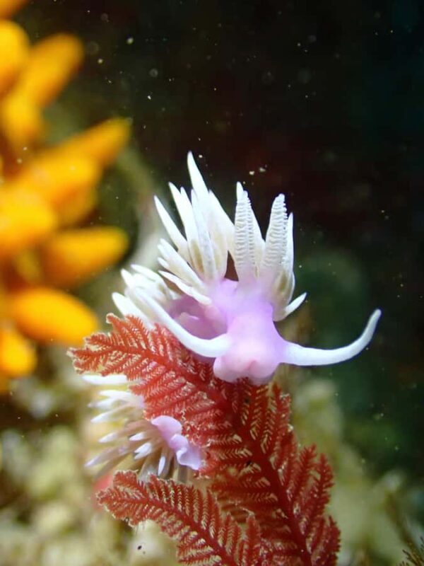 Double Shore Dive with Equipment - Who Should Consider This Tour?