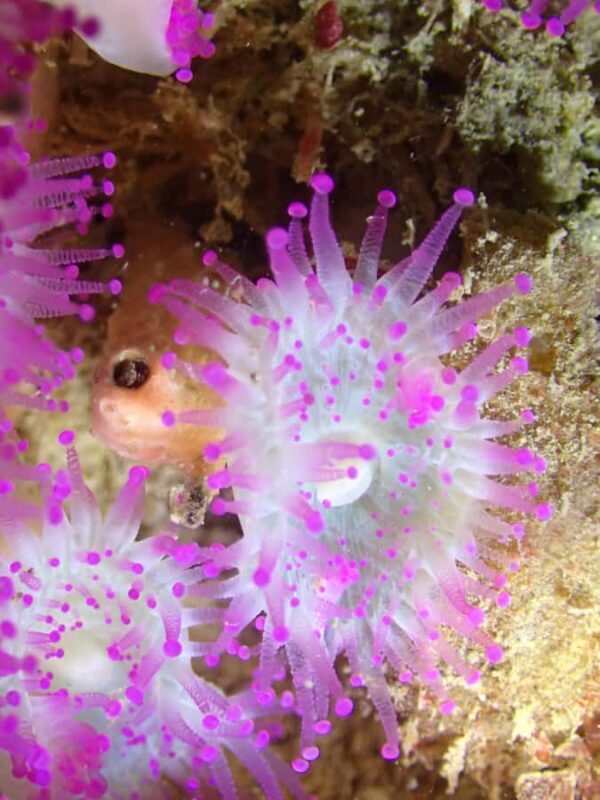 Double Shore Dive with Equipment - FAQ