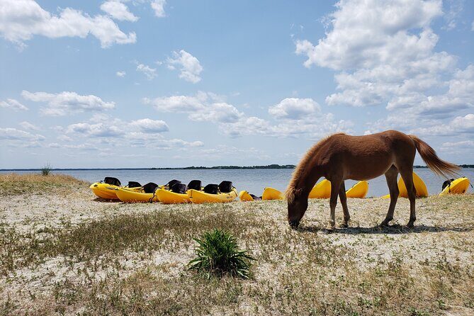 Double Sit on Top Kayak Rental at Assateague Island, MD - What Travelers Say and Expect