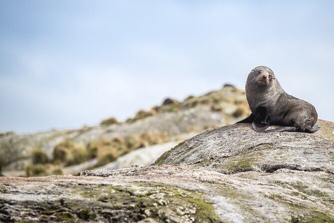 Doubtful Sound Wilderness Cruise from Queenstown - Who Should Consider This Tour?