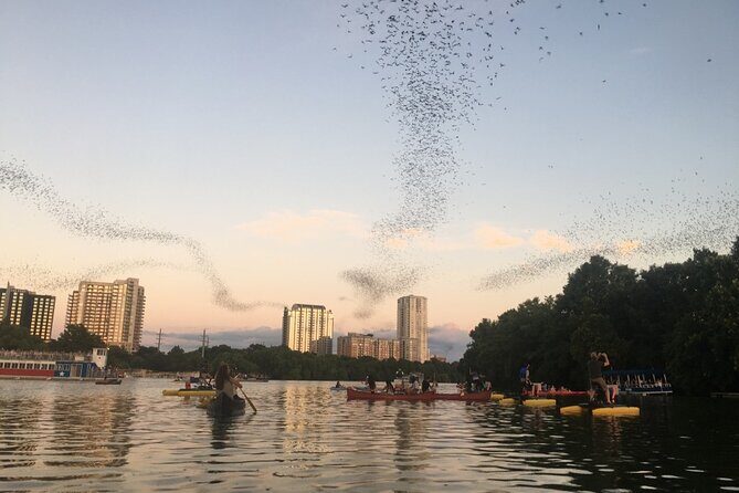 Downtown Austin Sunset Kayak Tour with 1.5 Million Bats - Key Points